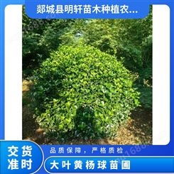大叶黄杨球苗圃 卫矛球 丛生形 露地 观叶 2年~8 绿色系 冠 150 250厘米
