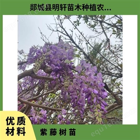 规格 1 3 5 8 15公分紫藤树苗 紫气东来 主蔓长度1-5.5（m） 观叶、观花