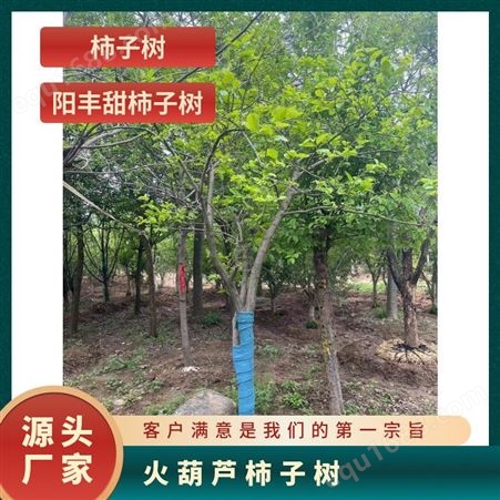 规格10-1215cm 仿锤型 蓬径280 土球 一级 甜度高 火葫芦 品种柿子树