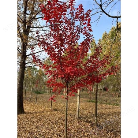 观叶 秋火焰 红冠 红点 绿化工程 露地 12-18-20-25cm 美国红枫