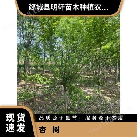 杏树 纯 株高100cm-800cm 喜光，耐旱抗寒抗风 果期： 6-7月